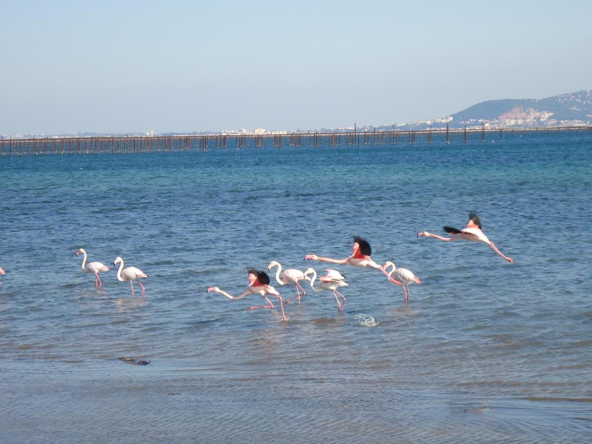 Au Bord De Thau Bed & Breakfast Marseillan  Eksteriør bilde
